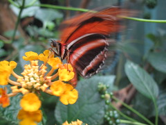 Flighty