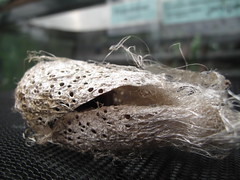 Chrysalis
